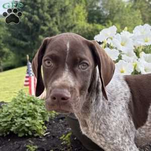 Drake, German Shorthaired Pointer Puppy